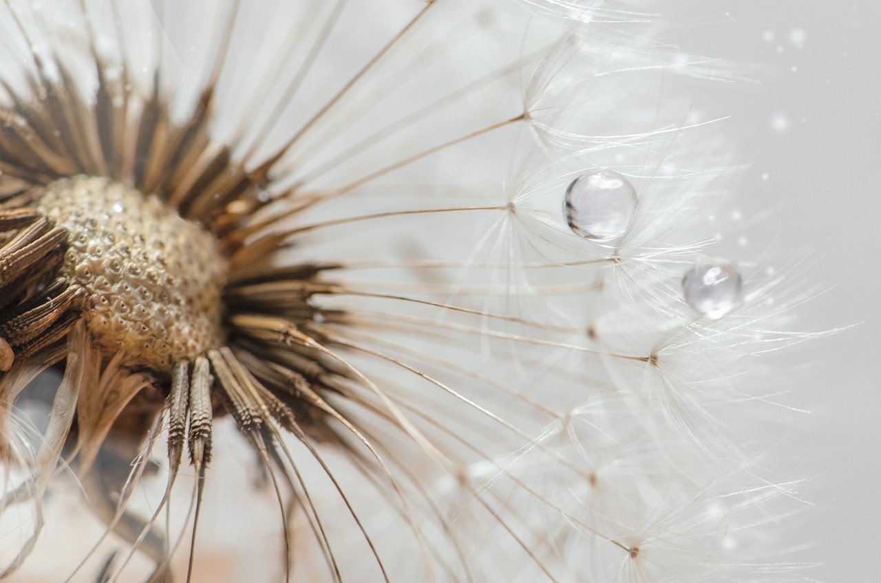 Metropolis 2BHB 3 Hø Dandelion 5291382 1280